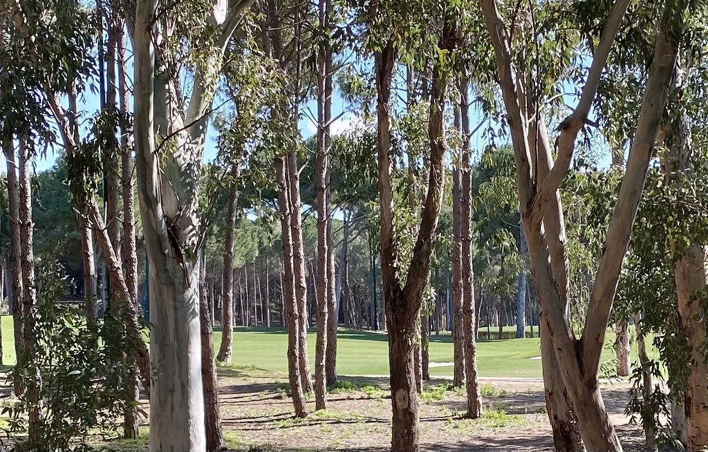 Pinienbestandene Golf-Fairway in Belek